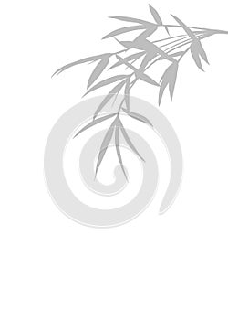 Gray Bamboo leaves silhouette. Shadows of branches olive on isolated white background