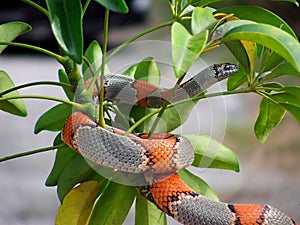 Gray banded kingsnake photo