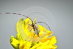 A gray barbel beetle sits on a flower