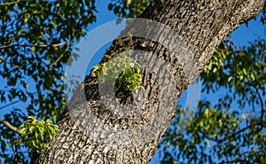 Gray bark of large camphor tree Cinnamomum camphora common camphor wood or camphor laurel