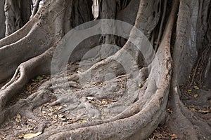 Ficus macrophylla trunk close up