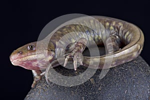 Gray barred tiger salamander (Ambystoma mavortium diabolo)