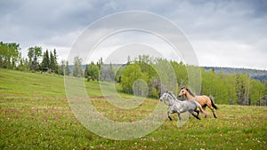 Gray and Bay - Galloping Outfitter Horses