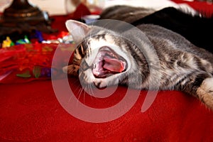 Gray beautiful cat with golden eyes yawning.