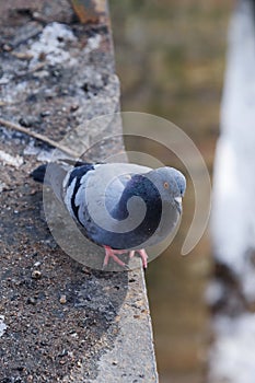 Gray beautiful pigeons in winter on the bridge