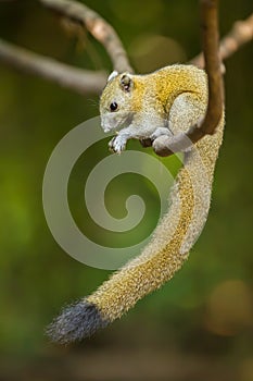 Gray-Bellied Squirrel photo