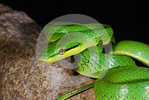 Gray-belly green rat snake