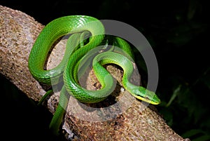 Gray-belly Green Rat Snake