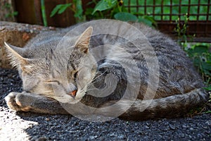 Gray big cat asleep on the asphalt in the yard