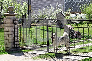 Gray big dog behind the fence in the garden