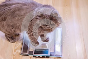 The gray big long-haired British cat sits near the scales. Concept weight gain during the New Year holidays, obesity, diet for the