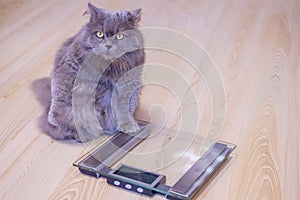 The gray big long-haired British cat sits near the scales and looks up. Concept weight gain during the New Year holidays, obesity,