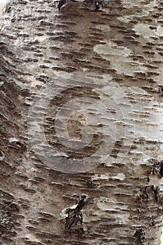 Gray birch tree trunk bark