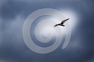 A gray bird flies against a blue, gray sky in a light circle halo. The concept of getting out of monotony, a leader, a