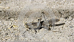 Gray Bird Grasshopper Laying Eggs
