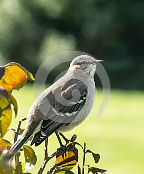 Gray Bird Perched on branches in Fall season