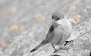 a gray bird sits on a gray roof