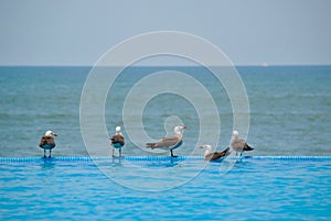 Gray birds with white and yellow beaks in the pool