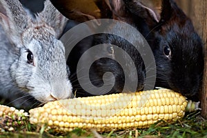 Gray and black bunny rabbits eating ear of corn, closeup