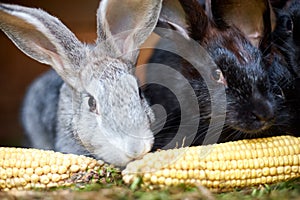 Gray and black bunny rabbits eating ear of corn, closeup