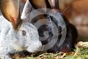 Gray and black bunny rabbits eating grass, closeup