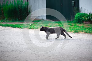 A gray black cat crossing a dirt rural road. Blurry grass background. Low angle shot