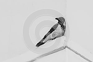 A gray and black crow with black shiny eyes sits on the corner of the white facade of the building