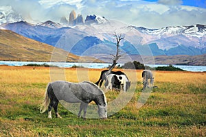 Gray and black horse in meadow