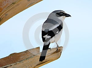 An isolated loggerhead shrike