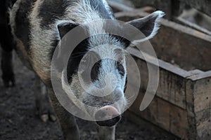 gray with a black pig, a mixture of wild boar, in a pen in the v