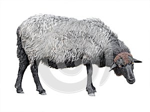 Gray and black sheep isolated on white