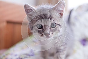 Gray and Black stiped tabby kitten staring at camera