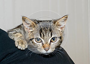 Gray and black striped tabby kitten clinging to the shoulder of person