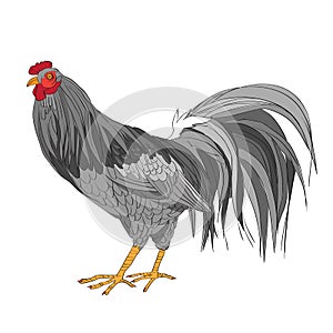 Gray black white rooster