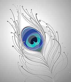 Gray and blue peacock feather