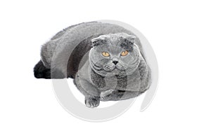 Gray-blue Scottish Fold cat on white background