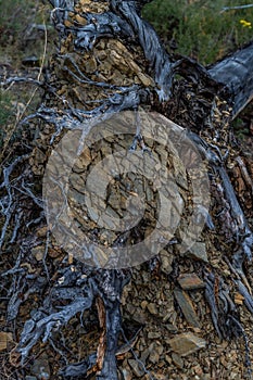 Gray blue twisting tangled roots of old dead tree with brown stones in them against backdrop of green grass