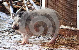 Gray boar