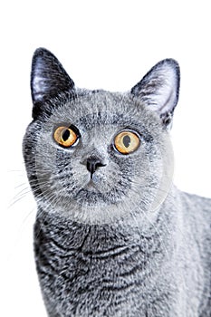 Gray British cat