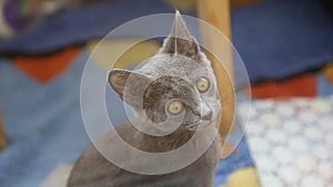 Gray british cat with bright yellow eyes looking