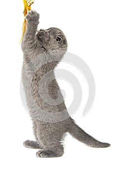 Gray British cat kitten funny pet selective focus isolated on the white background