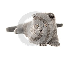 Gray British cat kitten funny pet selective focus isolated on the white background