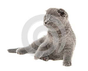 Gray British cat kitten funny pet selective focus isolated on the white background