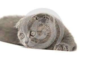 Gray British cat kitten funny pet selective focus isolated on the white background