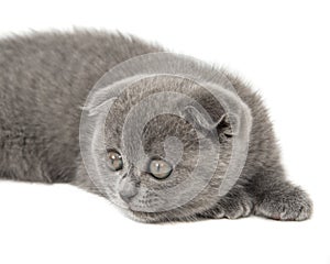 Gray British cat kitten funny pet selective focus isolated on the white background