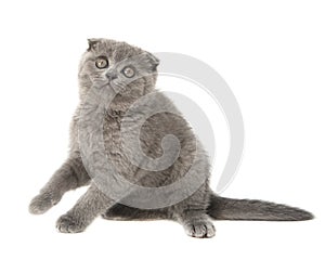 Gray British cat kitten funny pet selective focus isolated on the white background