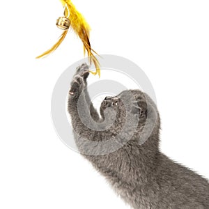 Gray British cat kitten funny pet selective focus isolated on the white background