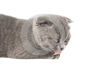 Gray British cat kitten funny pet selective focus isolated on the white background