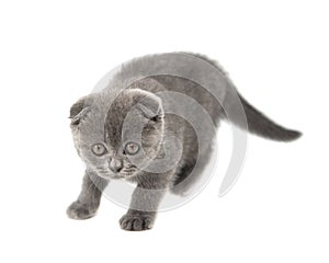 Gray British cat kitten funny pet selective focus isolated on the white background