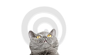 Gray British cat looking up on a white background. Panorama